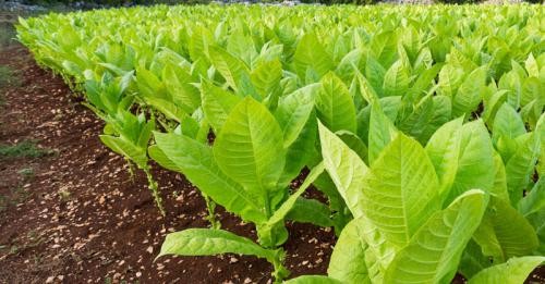Melihat Dampak Kebijakan Cukai Hasil Tembakau Bagi Petani dan Buruh Tani Tembakau