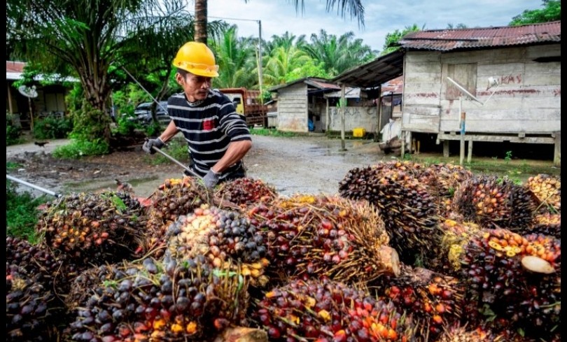 Sawit Ditentang, Sawit Disayang