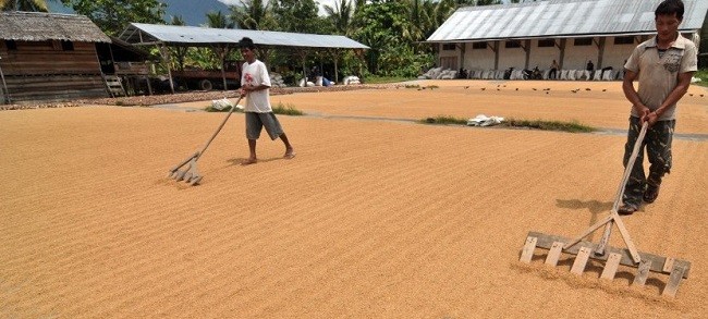Bulog Libatkan Babinsa untuk Serap Gabah dan Beras dari Petani, Aleg Komisi IV DPR Bilang Gini 