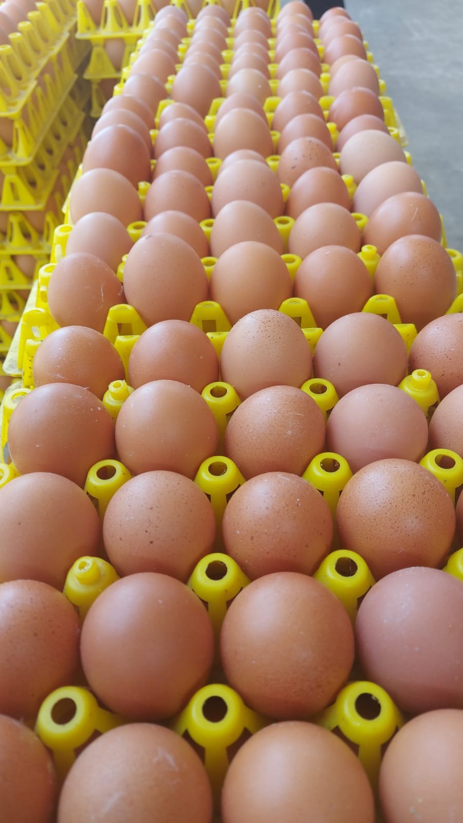 Produksi Telur Indonesia Surplus di Tengah Fenomena Eggflation