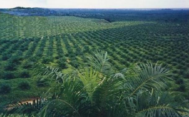 Diduga Langgar Izin Kawasan Hutan, Kejagung Didesak Usut Perusahaan Sawit Best Group