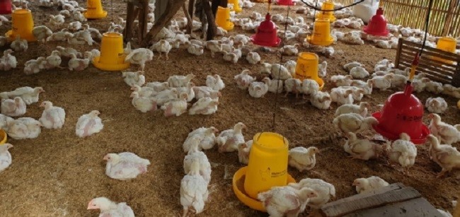 Harga Ayam Hidup Mulai Naik, Kementan: Intervensi Pasar Beri Dampak Positif