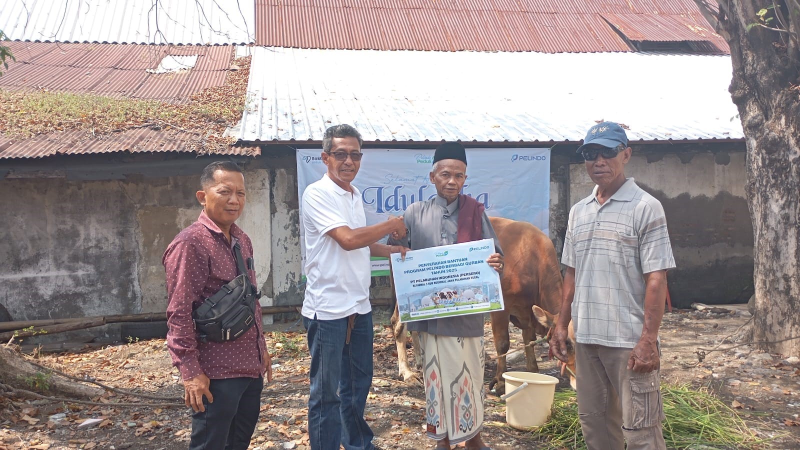 Pelabuhan Tegal Gandeng Lantamal Salurkan 2 Hewan Qurban Sapi Ke Warga