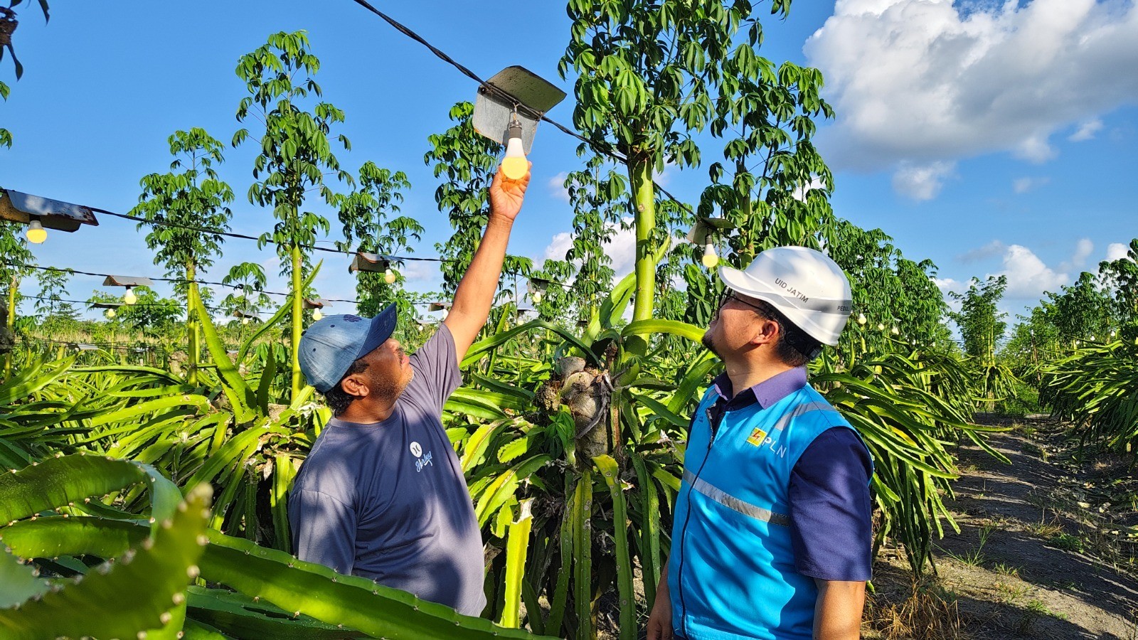 Dukung Ekonomi Kerakyatan, PLN Elektrifikasi 21 Ribu Lebih Petani Buah Naga di Banyuwangi