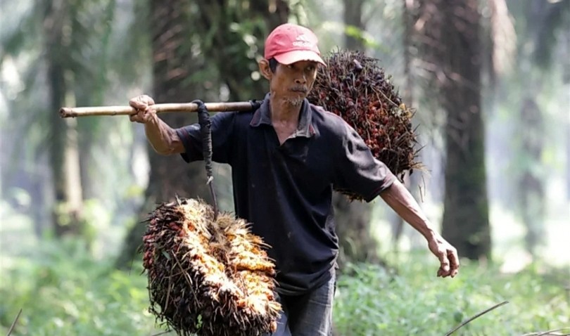 CSDS: Pendanaan Kelapa Sawit Perlu Reformasi