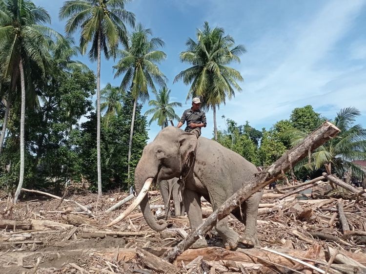 Jeritan Sunyi Gajah Sumatera, Gajah Bukan Alat Berat