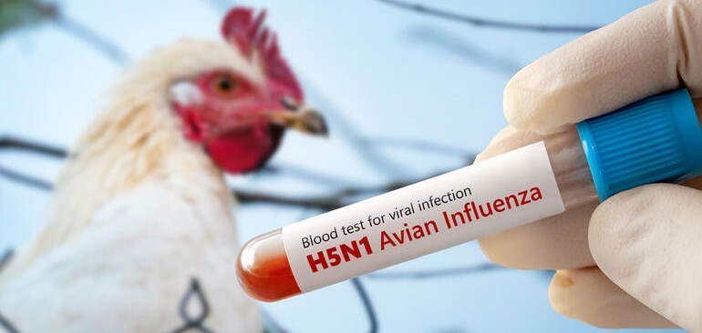 Kasus Flu Burung Pertama di Jepang Tahun 2026 Terdeteksi di Miyazaki