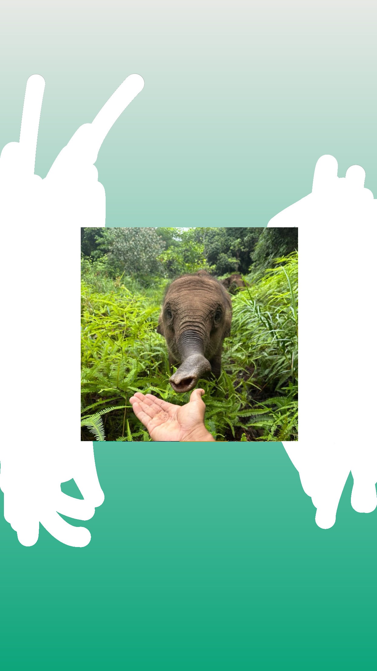 Tahun 2026 Indonesia Darurat Kematian Gajah