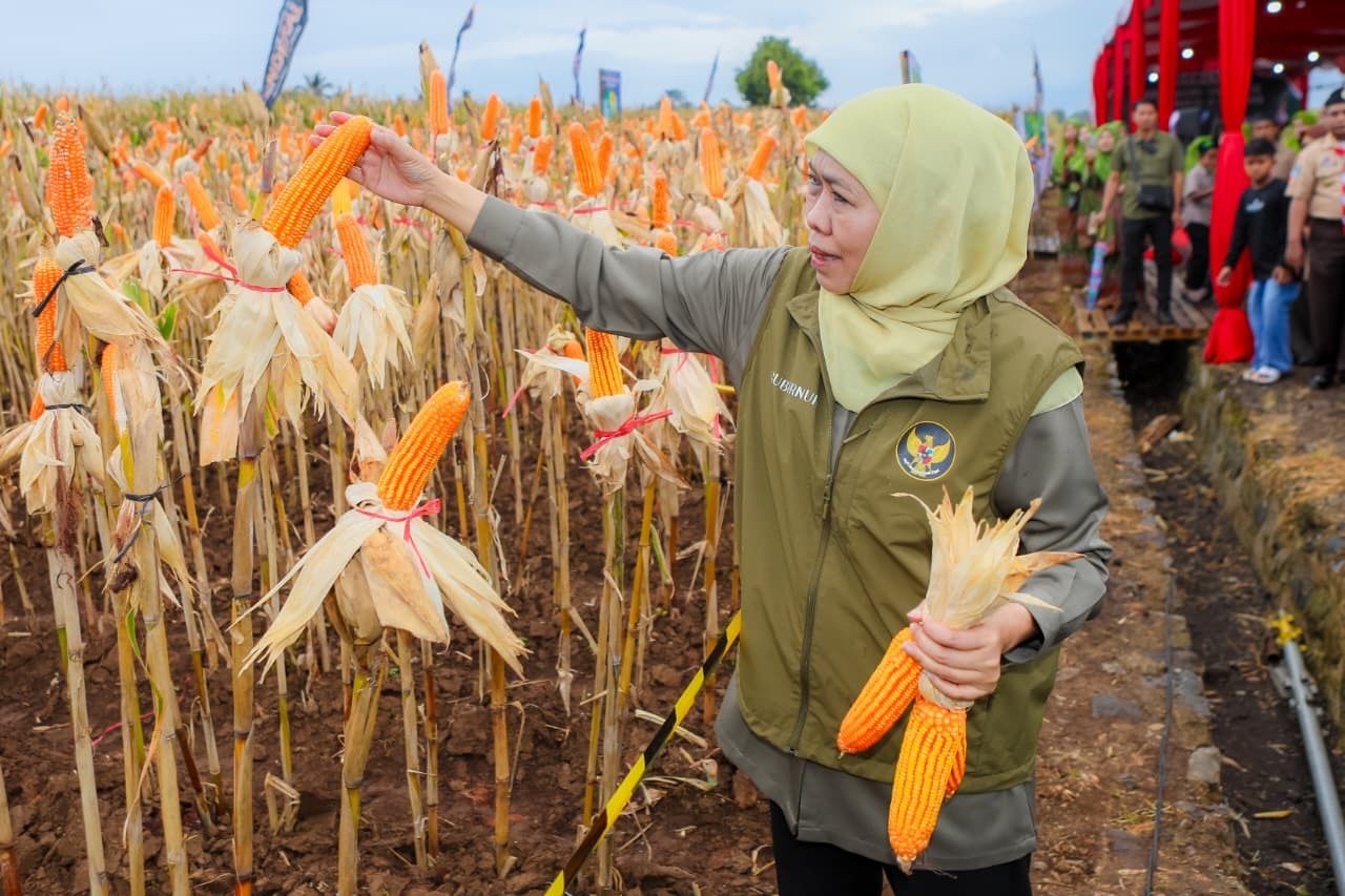 Gubernur Khofifah Pimpin Panen Jagung di Banyuwangi, Tegaskan Sinergi untuk Kedaulatan Pangan