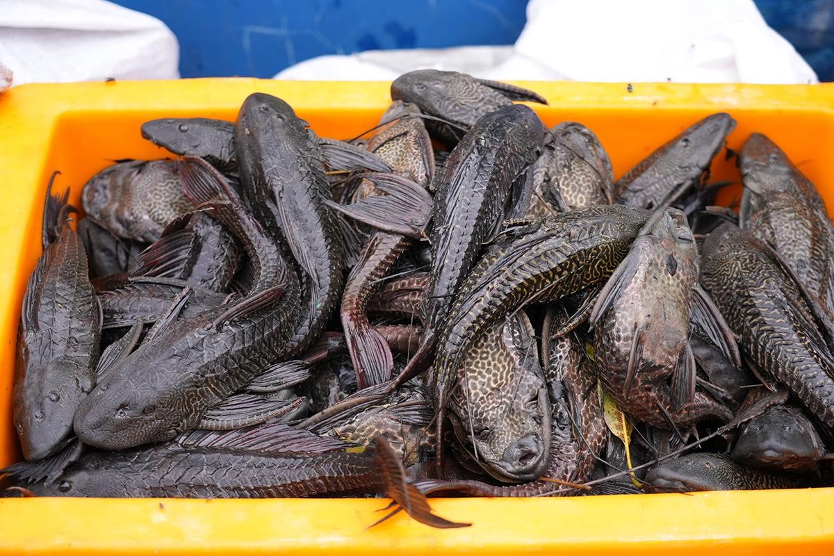 Ledakan Ikan Sapu-Sapu di Sungai Tercemar, Akademisi UNAIR Ingatkan Ancaman Ekologis