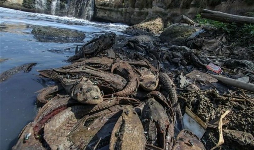 Marak Ikan Sapu-Sapu, DPR Desak Inspeksi Jajanan dan Perbaikan Kualitas Sungai