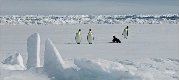 Burung Penguin Kaisar jadi Sorotan Dalam Pembicaraan tentang Antartika di Jepang