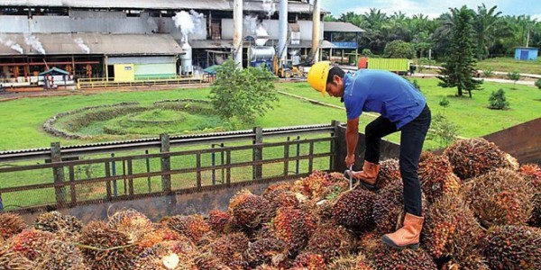 DPR Minta Transisi Tata Niaga Sawit Tak Korbankan Petani
