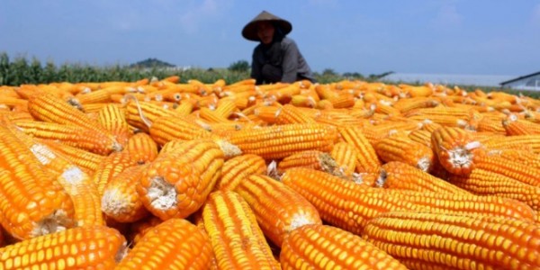 Bukan Impor, Kementan Harus Berfikir Swasembada Jagung