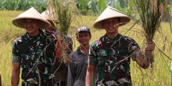 Danrem 071/Wk Panen Padi Demplot di Desa Banjarsari Kulon Banyumas