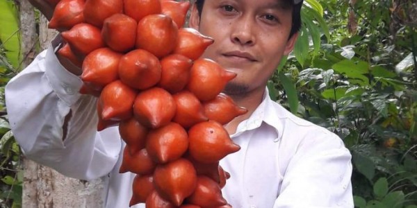 Anugerah Kalpataru Untuk Pelestari Buah Langka