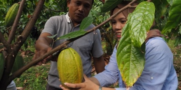 Meski Tak Gampang, Buah Kakao Bali Tembus Pasar Internasional