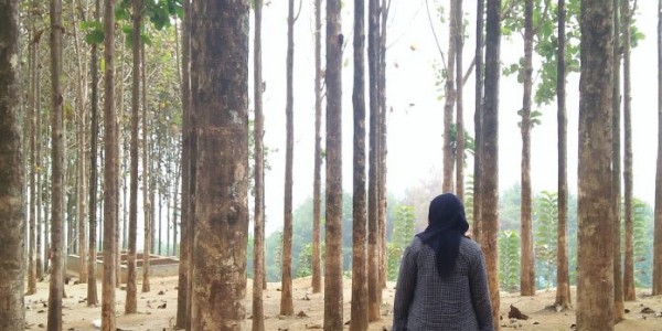 Wisata Kebun Jati Buat Pengunjung Terpesona