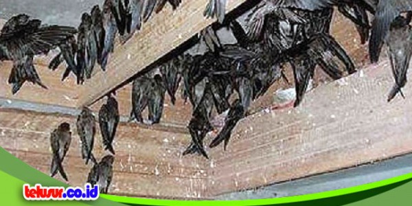 Woww.. Harga Sarang Burung Walet Sekarang Rp.26 Juta/kg