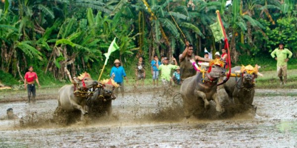 Lestarikan Budaya, Masyarakat Jembrana Gelar Lomba Makepung Lampit