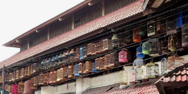 Transaksi di Pasar Burung Pramuka Tak Terpengaruh Tahun Politik