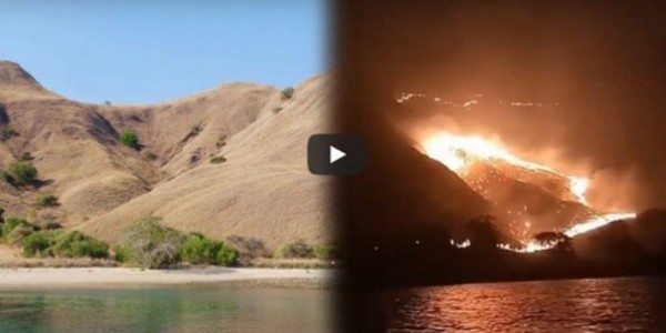 Ini Penyebab Kebakaran 10 Hektar Padang Rumput Di Pulau Komodo
