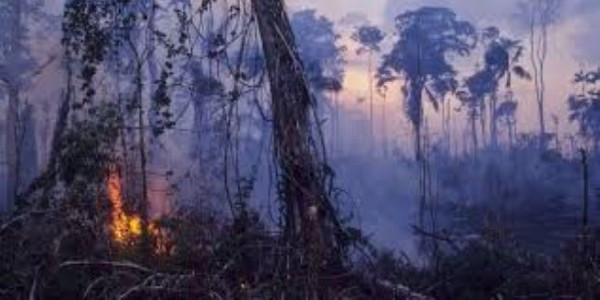 Disumbang 20 Juta Dolar Untuk Kebakaran Amazon, Presiden Bolivia : Kekecilan