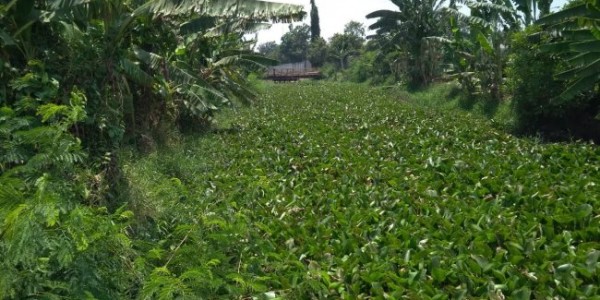 Dipadati Eceng Gondok, Irigasi DT 8 Babelan Nyaris Tak Berfungsi