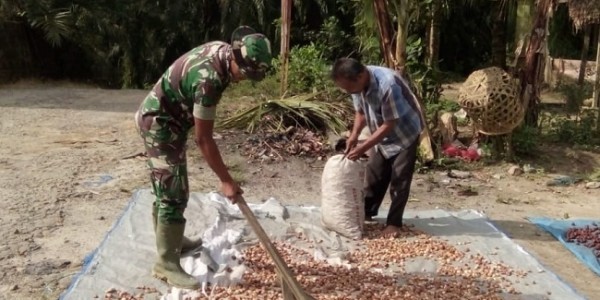 Satgas TMMD Bantu Petani Pinang di Pispis Kampung
