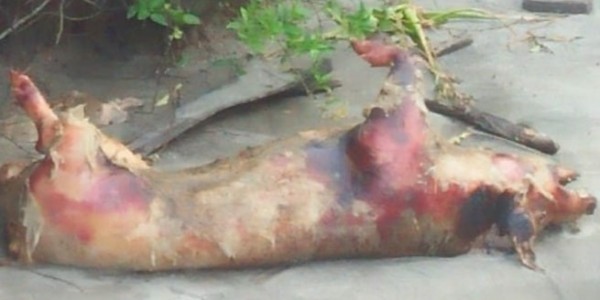 Ratusan Bangkai Babi Hanyut Di Sungai, Awas Virus Hog Cholera