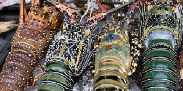 Ekspor Lobster Untungkan Indonesia
