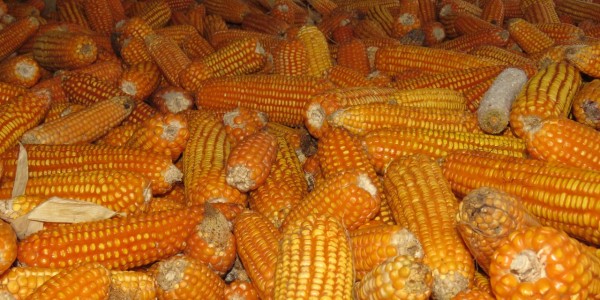 Pasokan Jagung Untuk Pakan Awal Tahun Dipastikan Aman
