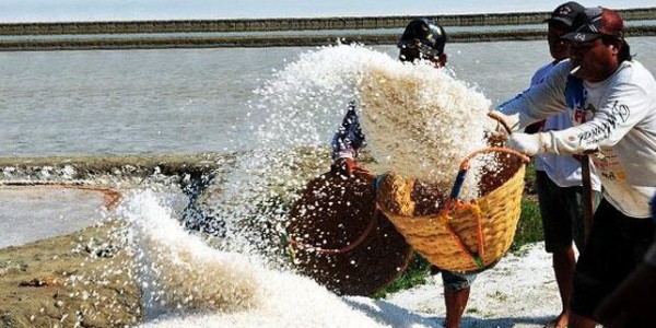 Narasi Pemerintah Menjatuhkan Petani Garam Lokal