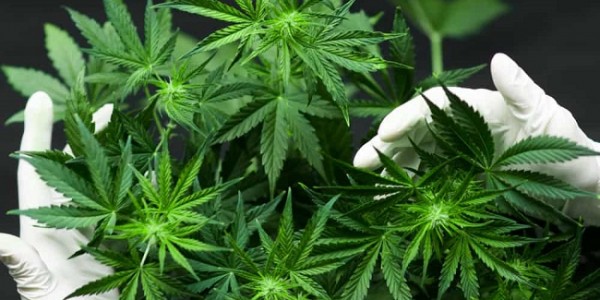 Ingatkan PKS, PPP: Ganja Itu Bertentangan Dengan Nilai Islam