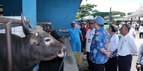 Kementan Dukung Peningkatan Populasi Ternak Di Babel