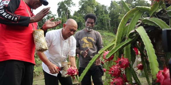 Pemerintah Bakal Kembangkan Buah Naga Di Raja Ampat  Jadi Produk Unggulan 