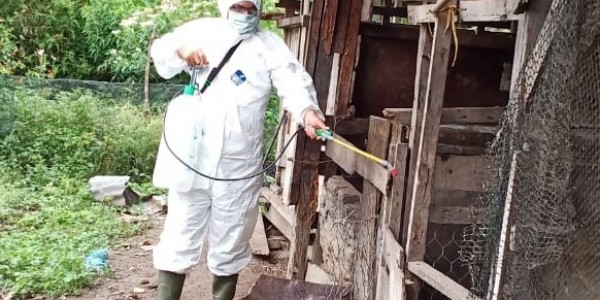 Kementan Ajak Tokoh Masyarakat Bantu Kendalikan Kasus Kematian Babi Di Bali Dan NTT