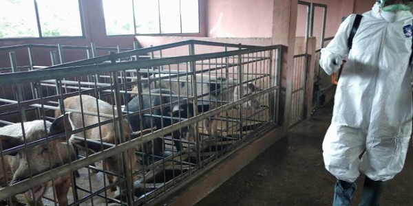 Cegah Penyebaran, Kementan Petakan Kasus Kematian Babi Di NTT