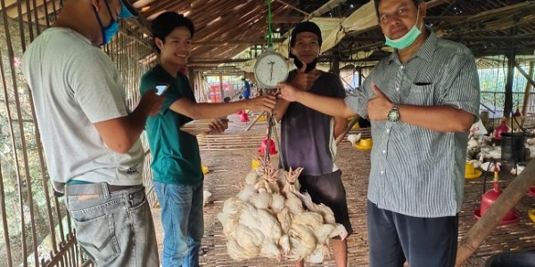 Kementan: Perusahaan Mitra Telah membeli Ayam Ras Peternak Mandiri