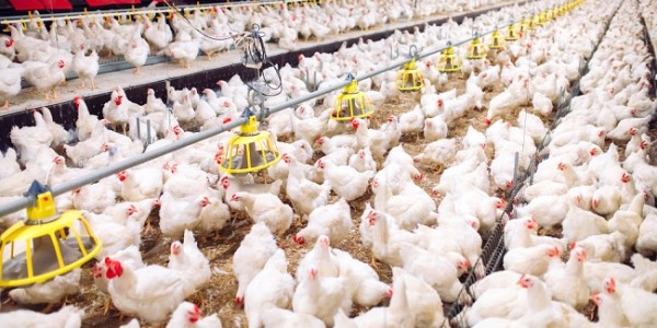 Anggaran Ayam Rp 770 Ribu Per Ekor, Ini Klarifikasi Dirjen PKH