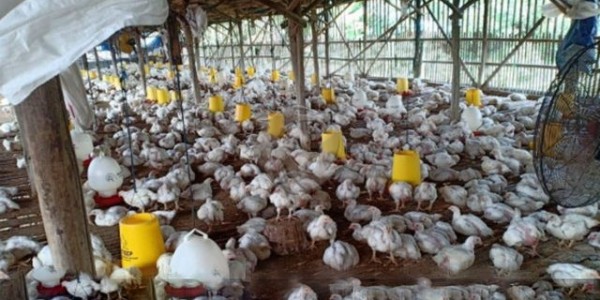 Peternak Mandiri Apresiasi Langkah Pembelian Ayam Hidup Di 6 Propinsi