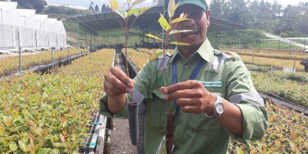 Pohon Eukaliptus Dipercaya Bunuh Jenis Virus Corona