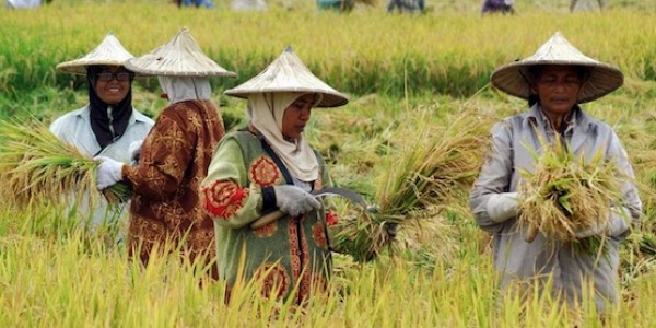 BMI Sebut Pemerintah Sepertinya Perangi Petani