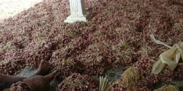 Harga Bawang Merah Lokal Brebes Capai Rp. 45.000 Memicu Kelangkaan Bibit