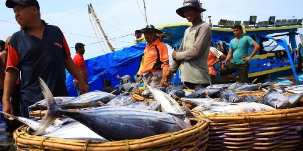 Reriset Verifikasi Dan Validasi Kebohongan Stok Sumber Daya Ikan Indonesia