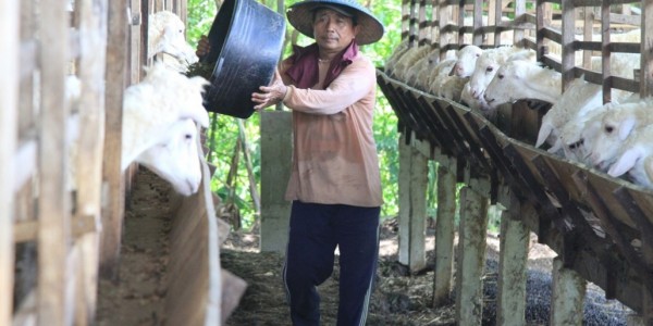 Global Qurban - ACT Siapkan Hewan Kurban Terbaik Bersama Peternak Lokal