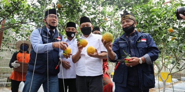 Antisipasi Prediksi FAO, Teten Minta Koperasi Pangan Ditingkatkan