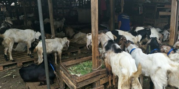 Kementan: Pemotongan Hewan Kurban Harus Sesuai Prosedur