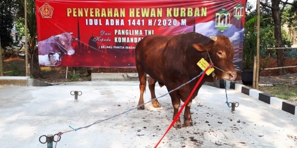 Wih, Hewan Kurban Panglima TNI Beratnya 925 Kg