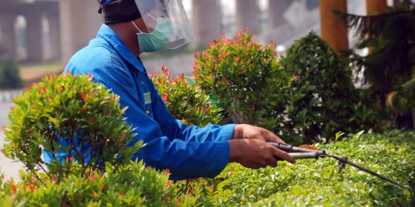 Petugas Taman Gunakan Face Shields dan Masker
